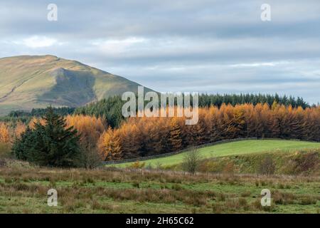 Vue d'automne de Matterdale à Cumbia, Angleterre, Royaume-Uni, pendant l'automne avec des rangées de conifères verts et de mélèze doré Banque D'Images