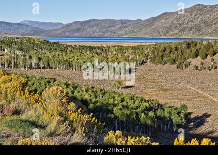 Surplombant le lac Fish, les aspens qui s'écaille, le clone de Pandp 'Populus tremuloides' également connu sous le nom de géant qui tremble. Banque D'Images