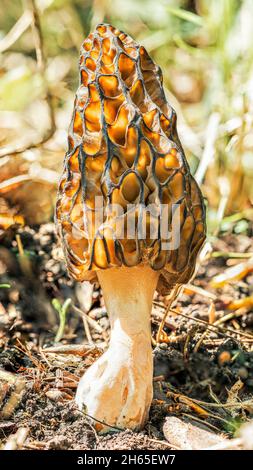 Champignon Morel dans le soleil de printemps dans la forêt, macro haute définition Banque D'Images