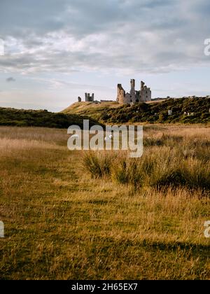 Moutons dans les pâturages d'été du château de Dunstanburgh - fortification du XIVe siècle dans le nord de l'Angleterre de Cester Northumberland Banque D'Images