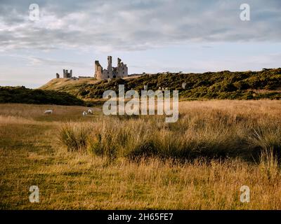 Moutons dans le paysage herbeux d'été du château de Dunstanburgh - fortification de 14th-siècle dans le nord de l'Angleterre de CRAster Northumberland Banque D'Images