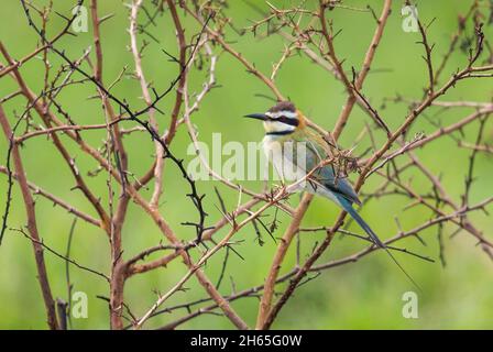 White-throated Bee-eater - Merops albicollis, magnifique abeille colorée des buissons africains et des eaux fraîches, Parc national de la Reine Elizabeth, Ouganda. Banque D'Images