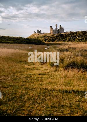 Pâturage des moutons dans le paysage herbeux d'été du château de Dunstanburgh - fortification de 14th-siècle dans le nord de l'Angleterre de CRAster Northumberland Banque D'Images