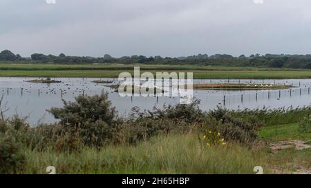 Réserve ornithologique de la Baie de la somme par la mer en France Banque D'Images