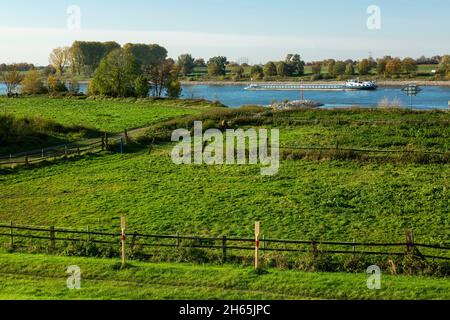 Allemagne, Monheim am Rhein, Rhin, Bergisches pays, Niederbergisches pays,Niederberg, Rhénanie-du-Nord-Westphalie, NRW, paysage du Rhin,Pâturage, pré, vue sur la rive du Rhin de Dormagen, cargo Banque D'Images