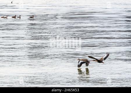 Paire de Canards siffleurs à ventre noir volant au-dessus du fleuve Mississippi Banque D'Images