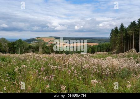 Vue sur Sussex Downs et South Downs Way. Banque D'Images