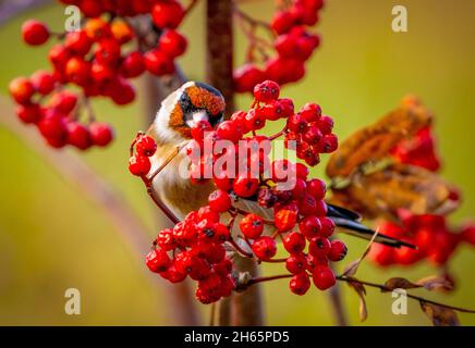L'oiseau d'or est situé sur une branche de rowan et regarde derrière des grappes de baies rouges brillantes Banque D'Images