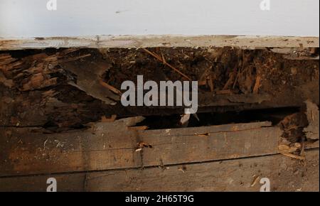 Un trou dans un plancher causé par de graves dommages à Termite Banque D'Images