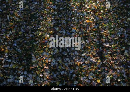 Lumière du soleil matinale sur les feuilles d'automne tombées Banque D'Images