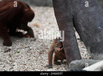 Prague, République tchèque.13 novembre 2021.Kawi, Sumatran orangutan (Pongo abelii), célèbre son 1er anniversaire, le 13 novembre 2021, au zoo de Prague, République tchèque.Credit: Michaela Rihova/CTK photo/Alay Live News Banque D'Images