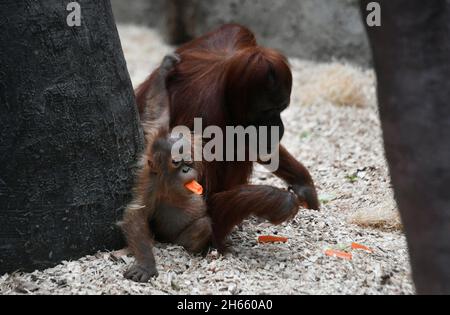 Prague, République tchèque.13 novembre 2021.Kawi, Sumatran orangutan (Pongo abelii), célèbre son 1er anniversaire, le 13 novembre 2021, au zoo de Prague, République tchèque.Credit: Michaela Rihova/CTK photo/Alay Live News Banque D'Images