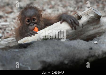 Prague, République tchèque.13 novembre 2021.Kawi, Sumatran orangutan (Pongo abelii), célèbre son 1er anniversaire, le 13 novembre 2021, au zoo de Prague, République tchèque.Credit: Michaela Rihova/CTK photo/Alay Live News Banque D'Images