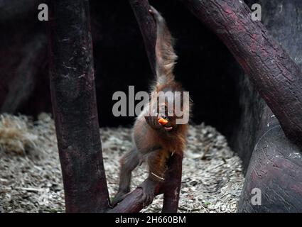 Prague, République tchèque.13 novembre 2021.Kawi, Sumatran orangutan (Pongo abelii), célèbre son 1er anniversaire, le 13 novembre 2021, au zoo de Prague, République tchèque.Credit: Michaela Rihova/CTK photo/Alay Live News Banque D'Images