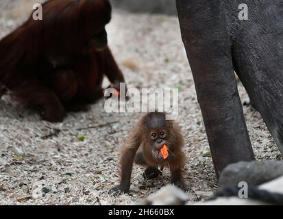 Prague, République tchèque.13 novembre 2021.Kawi, Sumatran orangutan (Pongo abelii), célèbre son 1er anniversaire, le 13 novembre 2021, au zoo de Prague, République tchèque.Credit: Michaela Rihova/CTK photo/Alay Live News Banque D'Images