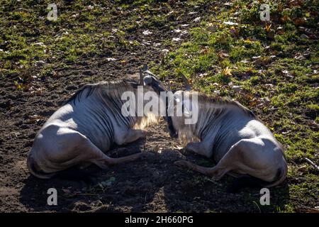 Un couple de wildebets bleus (gnu) couchés sur l'herbe. Banque D'Images