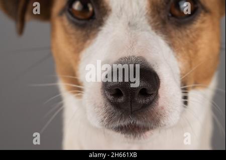 Portrait court de Jack Russell terrier. Banque D'Images