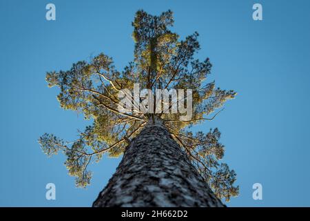 Pin et ciel bleu clair.Vue à angle bas sur un arbre majestueux.Tronc d'arbre Banque D'Images