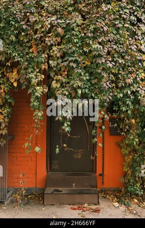 Un ivy dense et riche qui pendait sur la porte en métal rétro d'un bâtiment en brique orange vif. Photo verticale Banque D'Images