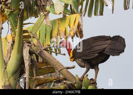 Dinde australienne de broussailles manger des bananes dans un jardin du nord du Queensland Banque D'Images