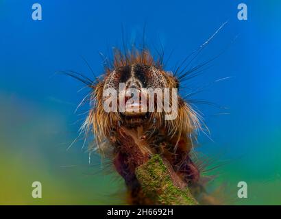 Portrait de chenille poilue sur fond bleu ciel Banque D'Images