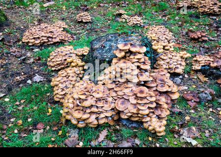 Le champignon du miel, Armillaria, pousse autour de vieilles souches d'arbres laissées dans le sol. Banque D'Images