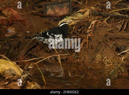 Pied Grush (Geokichla wardii) adulte mâle se nourrissant des ordures dans le ruisseau Victoria Park, Nuwara Eliya, Sri LankaDécembre Banque D'Images