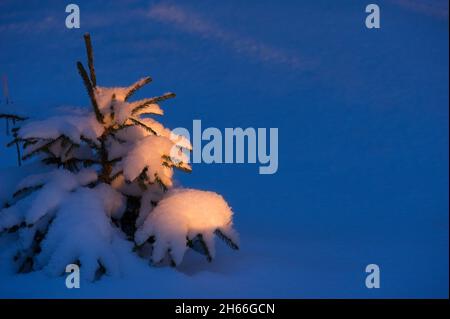 Petite épinette solitaire (Picea abies) dans la neige.La lumière du soleil à faible angle illumine les branches. Banque D'Images