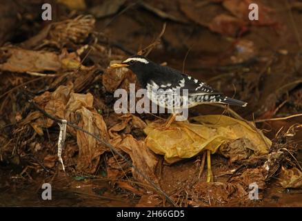 Pied Grush (Geokichla wardii) adulte mâle se nourrissant des ordures dans le ruisseau Victoria Park, Nuwara Eliya, Sri LankaDécembre Banque D'Images