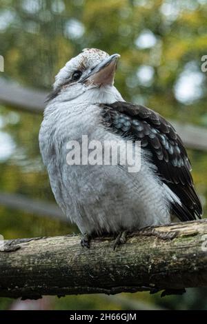 Riant kookaburra perché sur une branche en bois dans un cadre boisé naturel Banque D'Images