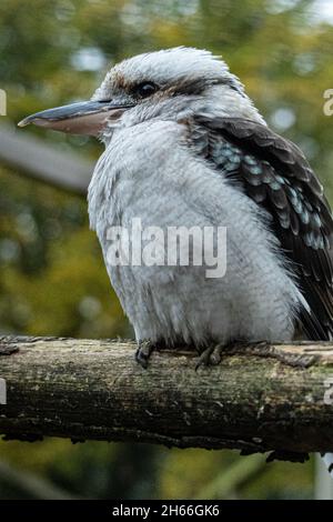 Oiseau Kookaburra perché sur une branche en bois dans un habitat naturel Banque D'Images