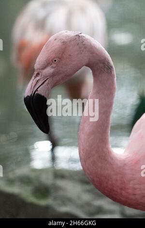 Portrait en gros plan de la tête de flamant rose et du cou courbé avec bec noir Banque D'Images