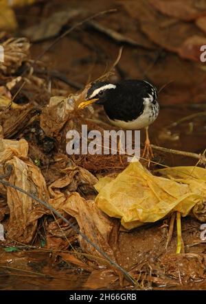 Pied Grush (Geokichla wardii) adulte mâle se nourrissant des ordures dans le ruisseau Victoria Park, Nuwara Eliya, Sri LankaDécembre Banque D'Images