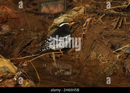 Pied Grush (Geokichla wardii) adulte mâle se nourrissant des ordures dans le ruisseau Victoria Park, Nuwara Eliya, Sri LankaDécembre Banque D'Images