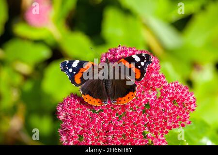 Papillon de l'amiral rouge Vanessa atalanta sur la tête de fleur de Sedum Spectabile dans un jardin de chalet anglais à l'automne, en Angleterre Banque D'Images