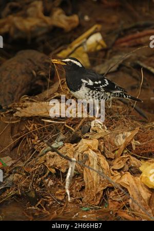 Pied Grush (Geokichla wardii) adulte mâle se nourrissant des ordures dans le ruisseau Victoria Park, Nuwara Eliya, Sri LankaDécembre Banque D'Images