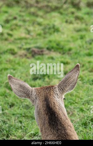 Tête et oreilles de cerf rouge par derrière sur l'herbe verte dans la campagne du Devon Banque D'Images