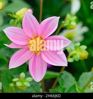 Dahlia sur fond de fleurs. L'accent sur fleur. Profondeur de champ. Banque D'Images