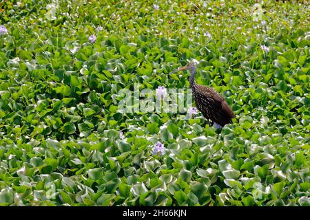 Marche de Limpkin, mouvement; oiseau à pois bruns; Aramus guarauna; faune,Jacinthes d'eau, plantes aquatiques, fleurs de lavande, nature, Paynes Prairie Stat Banque D'Images