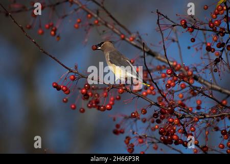 Cèdre Waxwing manger des baies Banque D'Images