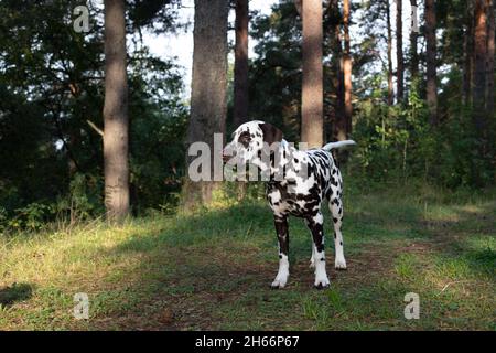 Chien dalmatien Dalmatien est une belle l'extérieur permanent dans la nature parmi les arbres de la forêt. Banque D'Images