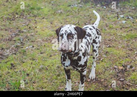 Chien dalmatien Dalmatien est une belle l'extérieur permanent dans la nature parmi les arbres de la forêt. Banque D'Images