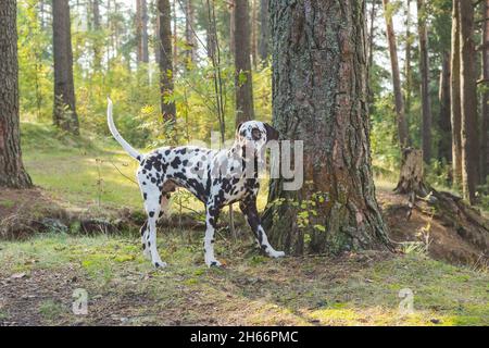 Chien dalmatien Dalmatien est une belle l'extérieur permanent dans la nature parmi les arbres de la forêt. Banque D'Images