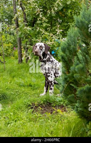 Chien dalmatien Dalmatien est une belle l'extérieur permanent dans la nature parmi les arbres de la forêt. Banque D'Images