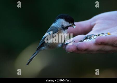 Chickadee manger des graines sur une main Banque D'Images