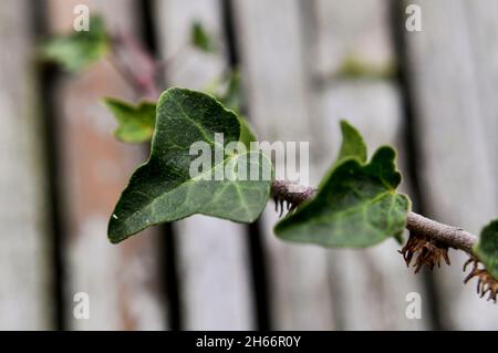 Les feuilles d'Ivy (Hedera Helix) poussent le long d'une clôture Banque D'Images