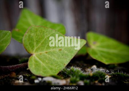 Les feuilles d'Ivy (Hedera Helix) croissent sur un mur Banque D'Images