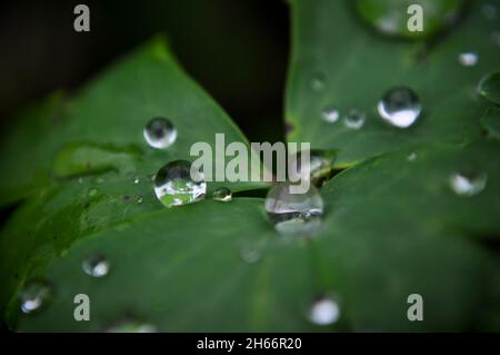 Gouttelettes d'eau sur une feuille d'Aquilegia Banque D'Images