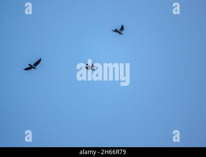 Un Parlement des freux (Corvus frugilegus) qui rendit leur nid s'est taillé contre un ciel sans nuages Banque D'Images