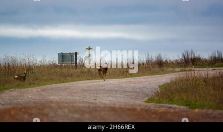 Cerf de Virginie sauvage (Capranolus capranolus) en mode vol sur les Chalklands de Salisbury Plain et les prairies de Wiltshire, Royaume-Uni Banque D'Images